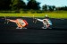 SAB HPS3 3-Blades Main Rotor - ILGoblin 420 / RAW 420 / Mini Genesis